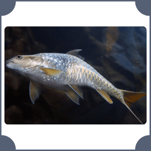 Asian Carp