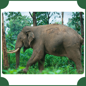 Asian Elephant | Animals That Start with A