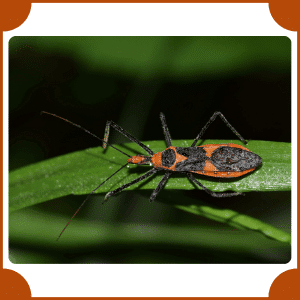 Assassin Bug