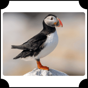Atlantic Puffin | Animals That Start with A