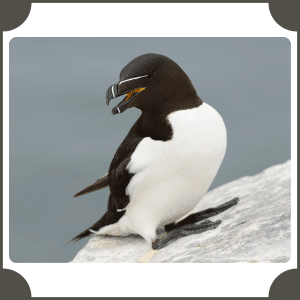 Auk | Animals That Start with A