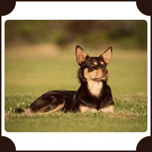 Australian Kelpie