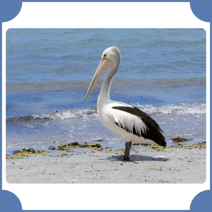 Australian Pelican