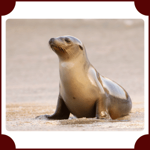 Australian Sea Lion