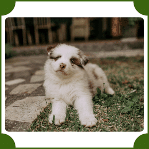 Australian Shepherd | Animals That Start with A
