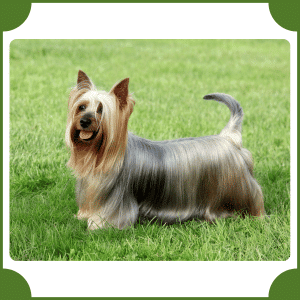 Australian Terrier