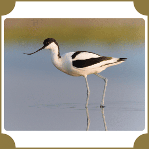 Avocet | Animals That Start with A