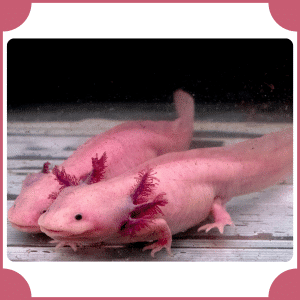 Axolotl | Animals That Start with A