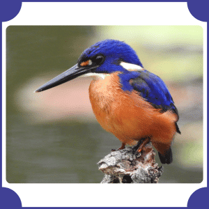 Azure Kingfisher