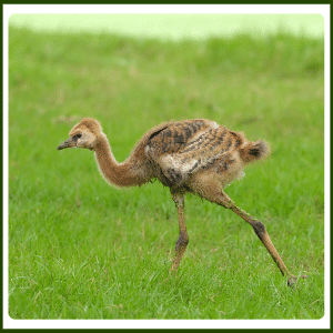 Baby Black Crowned Crane
