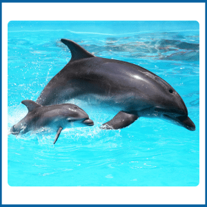 Baby Dolphin