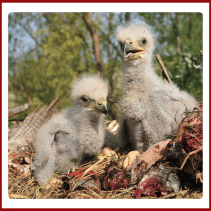 Baby Steppe Eagle