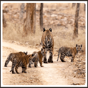 Baby Tiger