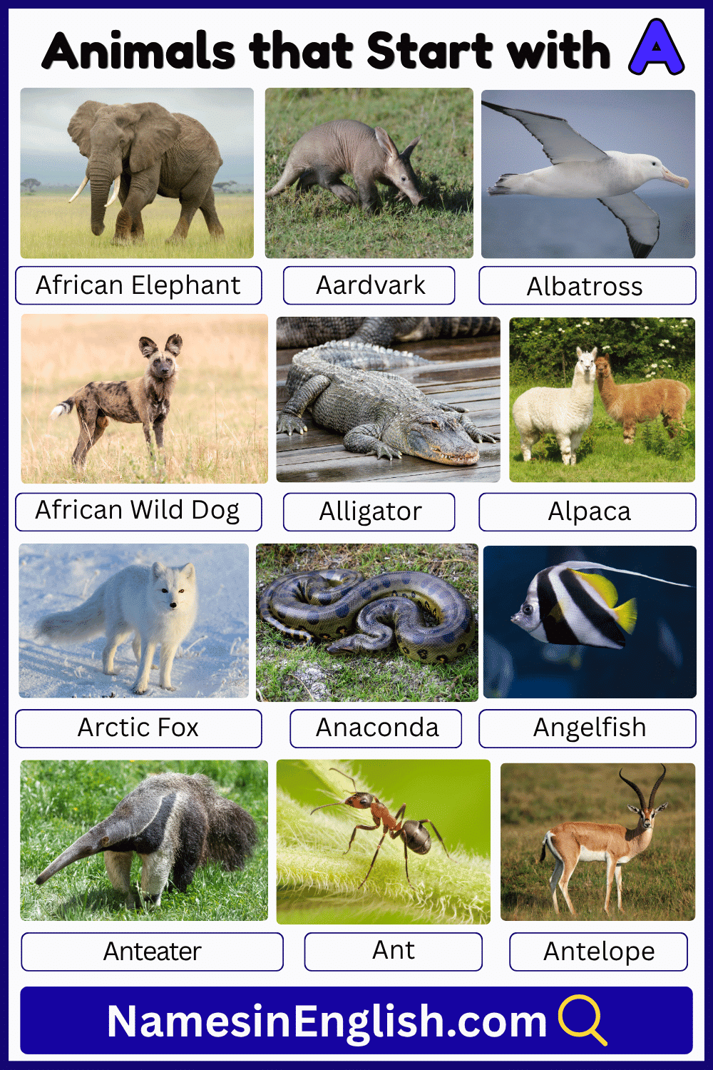 Cute Animals that starts with A with Names and Pictures