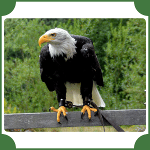 Eagle | Animals That Start with E
