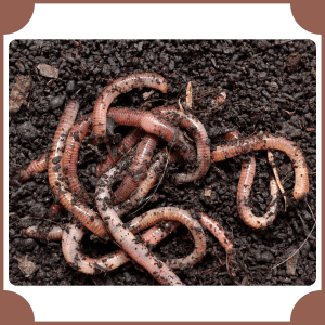 Earthworm | Animals That Start with E
