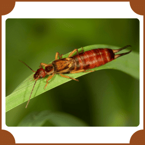 Earwig | Animals That Start with E