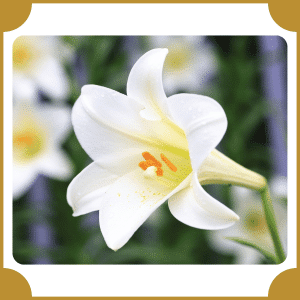 Easter Lily | Flowers That Start with E