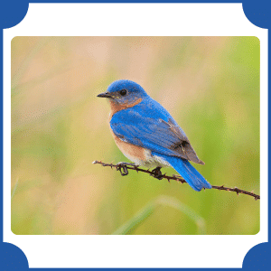 Eastern Bluebird | Animals That Start with E