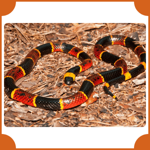 Eastern Coral Snake | Animals That Start with E