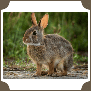 Eastern Cottontail | Animals That Start with E