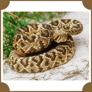 Eastern Diamondback Rattlesnake
