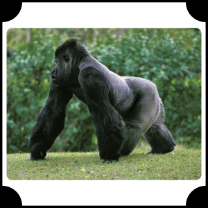 Eastern Gorilla | Animals That Start with E