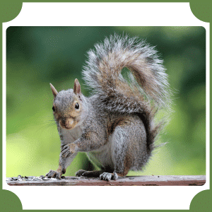 Eastern Gray Squirrel | Animals That Start with E