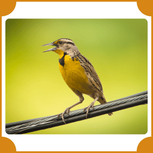 Eastern Meadowlark