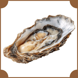 Eastern Oyster