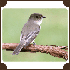 Eastern Phoebe