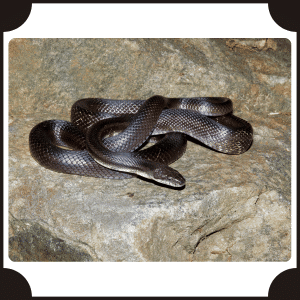 Eastern Rat Snake