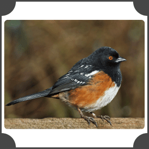 Eastern Towhee