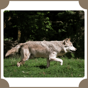 Eastern Wolf