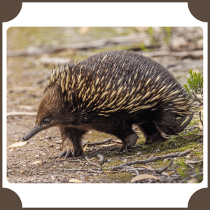 Echidna | Animals That Start with E