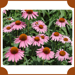Echinacea | Flowers That Start with E