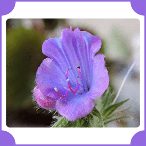 Echium | Flowers That Start with E