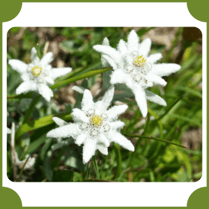 Edelweiss | Flowers That Start with E