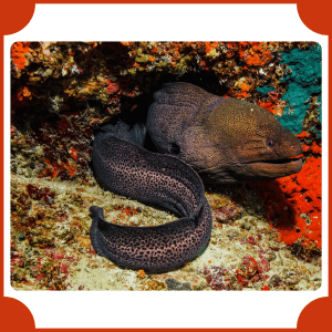 Eel | Animals That Start with E