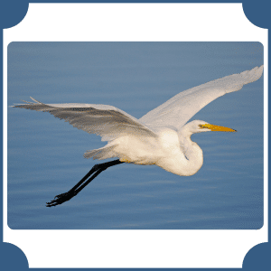 Egret | Animals That Start with E