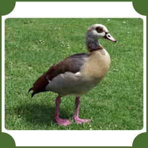 Egyptian Goose