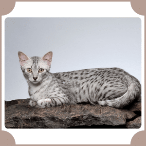 Egyptian Mau