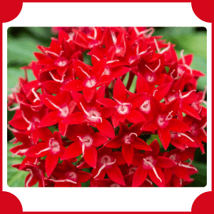 Egyptian Star Flower | Flowers That Start with E