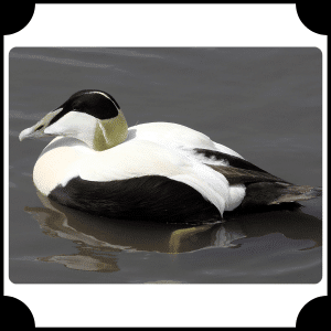 Eider | Animals That Start with E
