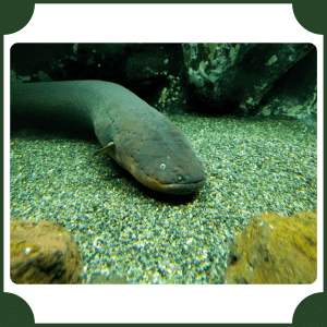 Electric Eel | Animals That Start with E