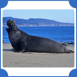 Elephant Seal | Animals That Start with E
