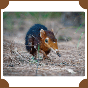 Elephant Shrew | Animals That Start with E