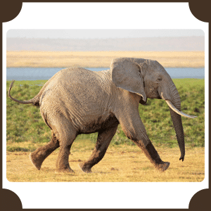 Elephant | Animals That Start with E