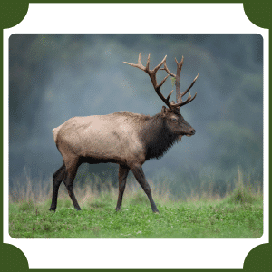 Elk | Animals That Start with E