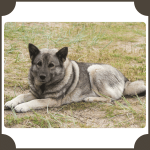 Elkhound | Animals That Start with E